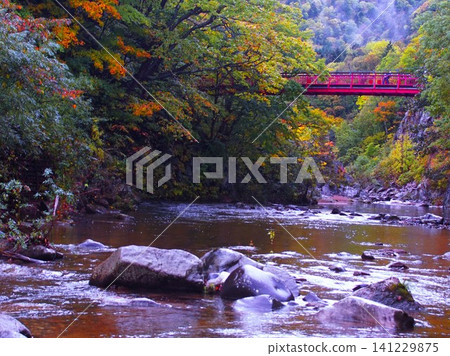 Futami Suspension Bridge in late autumn Futami Suspension Bridge in late autumn 141229875