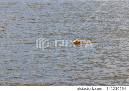 Cute labrador retriever puppy swimming in a river Cute labrador retriever puppy swimming in a river 141230264