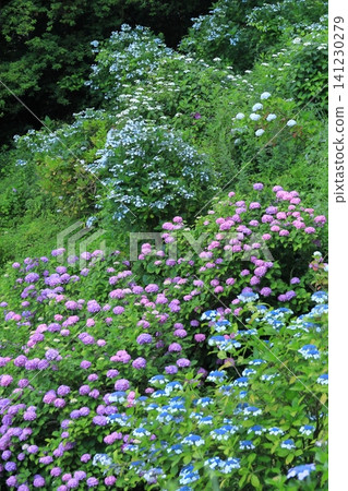 Hydrangeas at Shimoda Hydrangea Park Hydrangeas at Shimoda Hydrangea Park 141230279