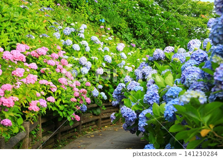 Hydrangeas at Shimoda Hydrangea Park Hydrangeas at Shimoda Hydrangea Park 141230284