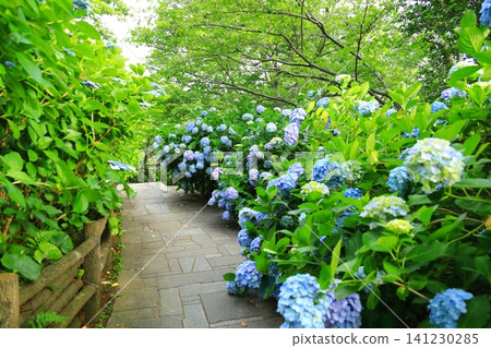 Hydrangeas at Shimoda Hydrangea Park Hydrangeas at Shimoda Hydrangea Park 141230285