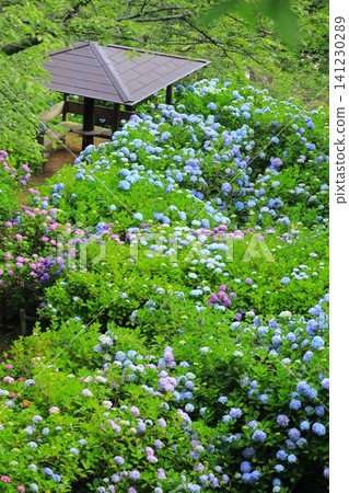 Hydrangeas at Shimoda Hydrangea Park Hydrangeas at Shimoda Hydrangea Park 141230289