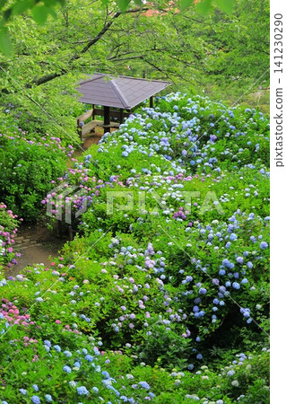 Hydrangeas at Shimoda Hydrangea Park Hydrangeas at Shimoda Hydrangea Park 141230290