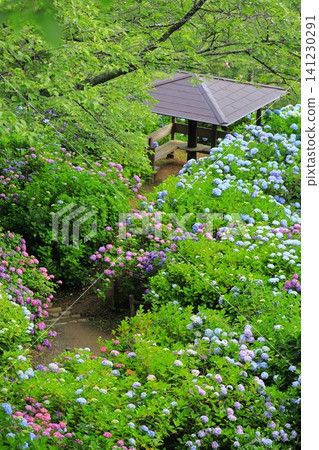 Hydrangeas at Shimoda Hydrangea Park Hydrangeas at Shimoda Hydrangea Park 141230291