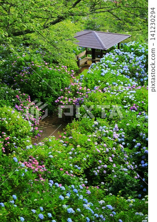 Hydrangeas at Shimoda Hydrangea Park Hydrangeas at Shimoda Hydrangea Park 141230294