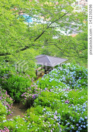 Hydrangeas at Shimoda Hydrangea Park Hydrangeas at Shimoda Hydrangea Park 141230296
