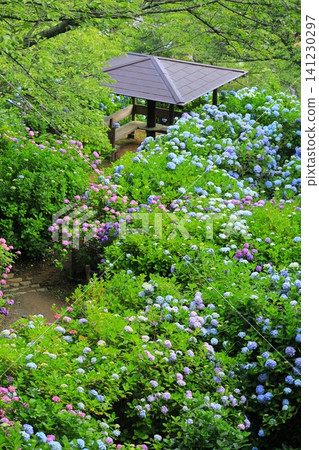 Hydrangeas at Shimoda Hydrangea Park Hydrangeas at Shimoda Hydrangea Park 141230297