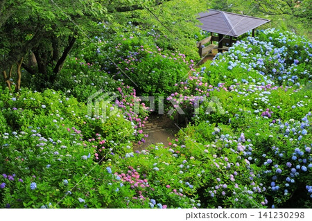 Hydrangeas at Shimoda Hydrangea Park Hydrangeas at Shimoda Hydrangea Park 141230298