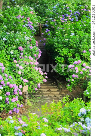 Hydrangeas at Shimoda Hydrangea Park Hydrangeas at Shimoda Hydrangea Park 141230302