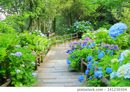 Hydrangeas at Shimoda Hydrangea Park Hydrangeas at Shimoda Hydrangea Park 141230304