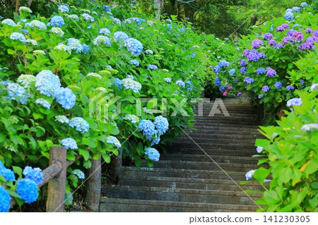 Hydrangeas at Shimoda Hydrangea Park Hydrangeas at Shimoda Hydrangea Park 141230305