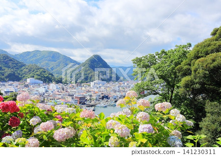 Hydrangeas at Shimoda Hydrangea Park Hydrangeas at Shimoda Hydrangea Park 141230311