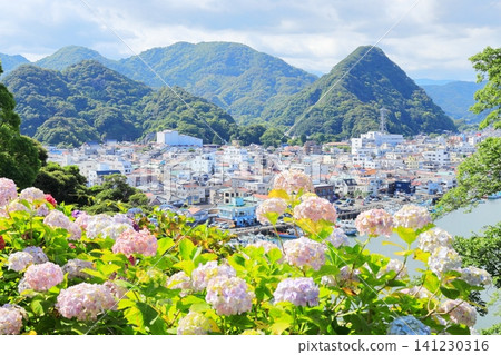 Hydrangeas at Shimoda Hydrangea Park Hydrangeas at Shimoda Hydrangea Park 141230316