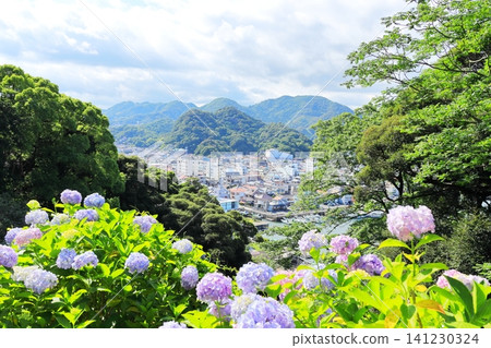 Hydrangeas at Shimoda Hydrangea Park Hydrangeas at Shimoda Hydrangea Park 141230324