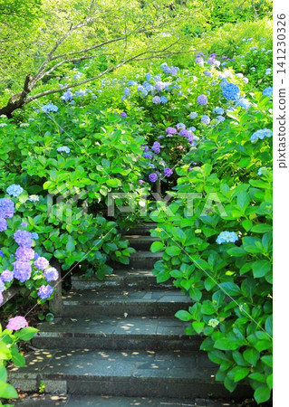 Hydrangeas at Shimoda Hydrangea Park Hydrangeas at Shimoda Hydrangea Park 141230326