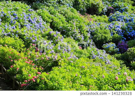 Hydrangeas at Shimoda Hydrangea Park Hydrangeas at Shimoda Hydrangea Park 141230328
