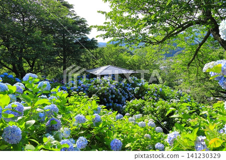 Hydrangeas at Shimoda Hydrangea Park Hydrangeas at Shimoda Hydrangea Park 141230329
