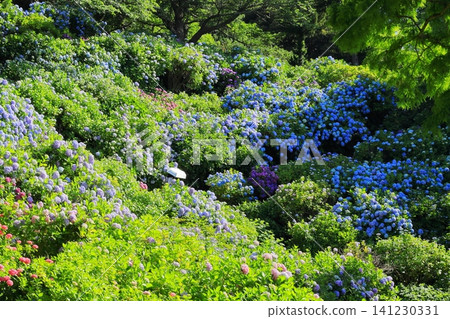 Hydrangeas at Shimoda Hydrangea Park Hydrangeas at Shimoda Hydrangea Park 141230331