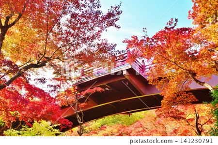 新潟縣彌彥公園紅葉谷觀月橋的秋葉。 141230791