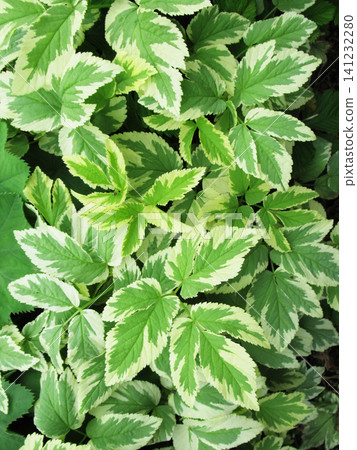 Refreshing variegated leaves with a green texture Refreshing variegated leaves with a green texture 141232280