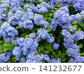 Hydrangea in full bloom 141232677