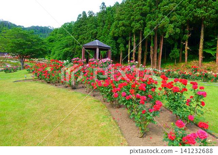 Roses in full bloom Roses Higashizawa Rose Park Roses in full bloom Roses Higashizawa Rose Park 141232688