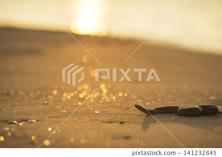 A snake on a sandy beach illuminated by the setting sun. A snake on a sandy beach illuminated by the setting sun. 141232845