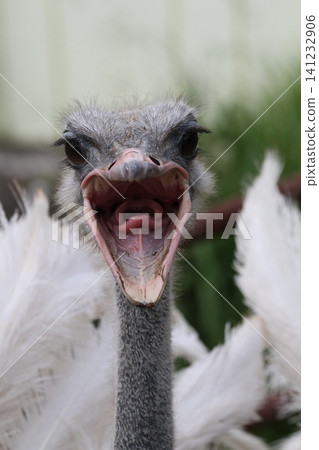 A close-up of an ostrich with its mouth wide open. A close-up of an ostrich with its mouth wide open. 141232906