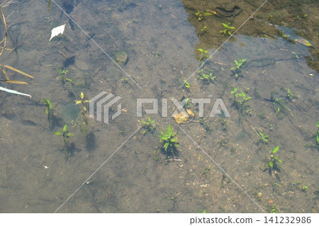 Tadpoles and water striders swimming in a summer irrigation ditch. Tadpoles and water striders swimming in a summer irrigation ditch. 141232986