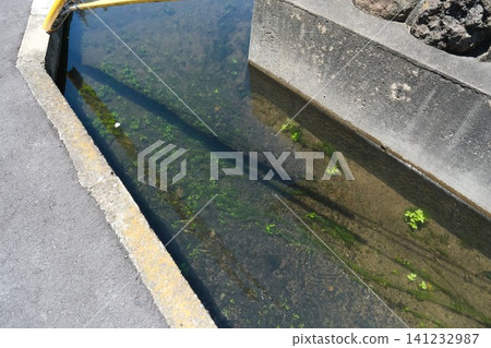 The summer surface of an irrigation ditch in a residential area, overgrown with aquatic plants. The summer surface of an irrigation ditch in a residential area, overgrown with aquatic plants. 141232987