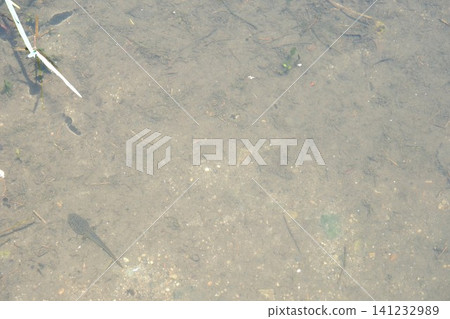 Tadpoles swimming at the bottom of an irrigation ditch in a rice paddy. Tadpoles swimming at the bottom of an irrigation ditch in a rice paddy. 141232989