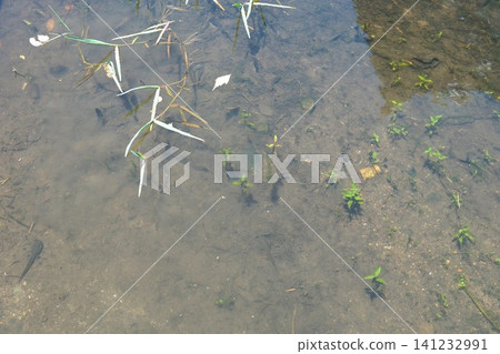 Tadpoles and water striders swimming in a summer irrigation ditch. Tadpoles and water striders swimming in a summer irrigation ditch. 141232991