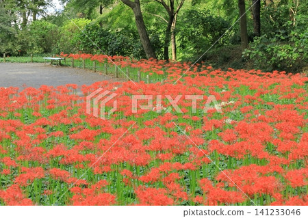 Red spider lilies at Takahata Fudoson Temple in Hino City Red spider lilies at Takahata Fudoson Temple in Hino City 141233046
