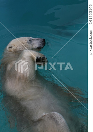 A polar bear (Kiroru, Kushiro Zoo) floats on the water, relaxing and enjoying the cool air. A polar bear (Kiroru, Kushiro Zoo) floats on the water, relaxing and enjoying the cool air. 141233146