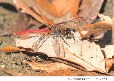 A male Sympetrum parvulum at the beginning of winter. A male Sympetrum parvulum at the beginning of winter. 141233148