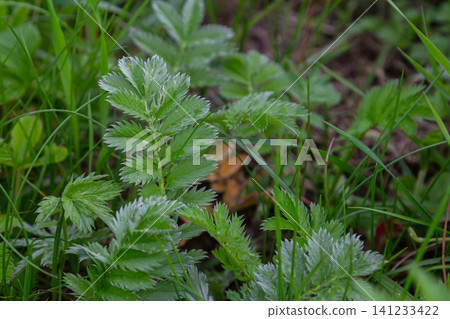 Silverweed Potentilla anserina thriving in lush greenery on a summer day in a natural habitat near a woodland edge or meadow Silverweed Potentilla anserina thriving in lush greenery on a summer day in a natural habitat near a woodland edge or meadow 141233422