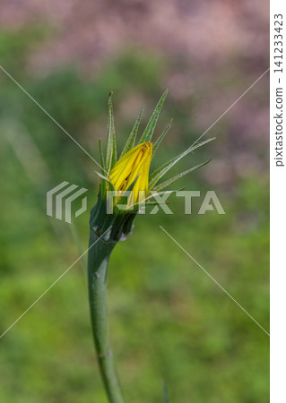 Bright yellow flower bud emerging from green foliage under gentle sunlight in a natural setting during springtime Bright yellow flower bud emerging from green foliage under gentle sunlight in a natural setting during springtime 141233423