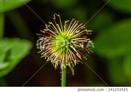 Wood avens plant showcasing its unique hooked seed heads in a lush green environment during a sunny afternoon Wood avens plant showcasing its unique hooked seed heads in a lush green environment during a sunny afternoon 141233425