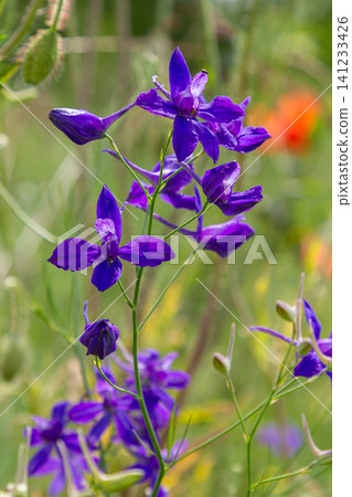 Purple blooms of Consolida regalis swaying gently in the breeze during a sunny day in a vibrant meadow Purple blooms of Consolida regalis swaying gently in the breeze during a sunny day in a vibrant meadow 141233426