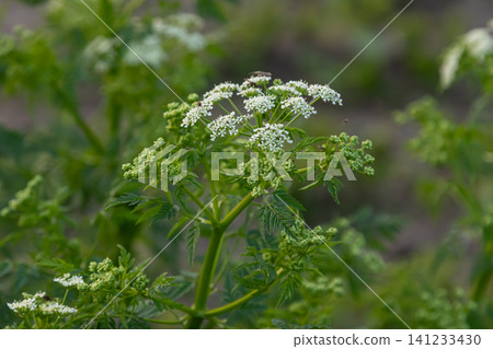 Poison hemlock displays its white umbel flower clusters in a natural setting under soft sunlight during the growing season Poison hemlock displays its white umbel flower clusters in a natural setting under soft sunlight during the growing season 141233430