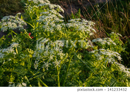 Poison hemlock flowering clusters in natural habitat showcasing white umbels under soft evening light Poison hemlock flowering clusters in natural habitat showcasing white umbels under soft evening light 141233432
