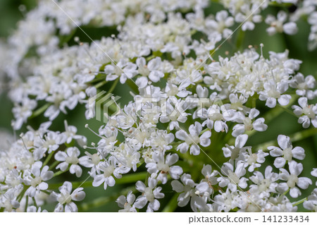 Delicate blossoms of Aegopodium podagraria thrive in garden area during spring season Delicate blossoms of Aegopodium podagraria thrive in garden area during spring season 141233434