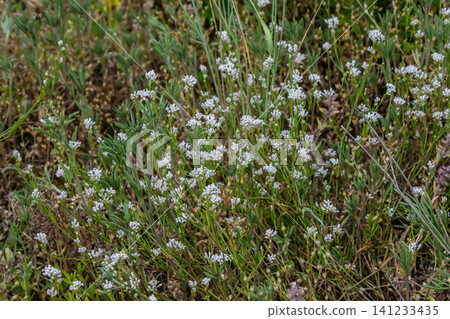 Common madder plant features small white flowers and green leaves in a natural field setting during springtime in a temperate region Common madder plant features small white flowers and green leaves in a natural field setting during springtime in a temperate region 141233435