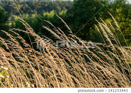 Kentucky bluegrass growing in a field during a sunny evening with trees in the background and light breeze moving the grass Kentucky bluegrass growing in a field during a sunny evening with trees in the background and light breeze moving the grass 141233443