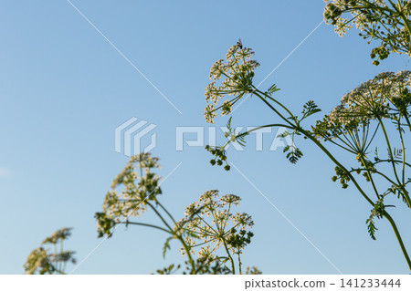 Poison hemlock plant with delicate white flower clusters silhouetted against a clear blue sky showcasing its dangerous beauty in a natural environment Poison hemlock plant with delicate white flower clusters silhouetted against a clear blue sky showcasing its dangerous beauty in a natural environment 141233444
