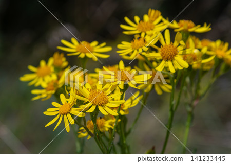 Bright yellow blooms of Jacobaea vulgaris flourish in a sunny meadow during late spring showcasing their vibrant colors and distinctive features Bright yellow blooms of Jacobaea vulgaris flourish in a sunny meadow during late spring showcasing their vibrant colors and distinctive features 141233445