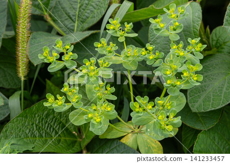 Sun spurge blooms with yellow flowers surrounded by green leaves in a garden setting during a sunny day 141233457