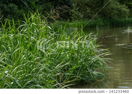 Glyceria maxima grows along the water's edge in a lush green environment with large panicles during a sunny afternoon Glyceria maxima grows along the water's edge in a lush green environment with large panicles during a sunny afternoon 141233460