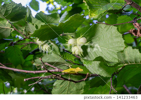 Clusters of Corylus avellana nuts growing among vibrant green leaves in a sunny garden during late spring Clusters of Corylus avellana nuts growing among vibrant green leaves in a sunny garden during late spring 141233463