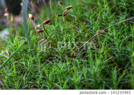 Moss Atrichum undulatum close up shot local focus Moss Atrichum undulatum close up shot local focus 141233465